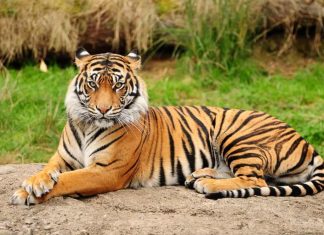 101 cele mai grozave fapte despre animale care te vor uimi